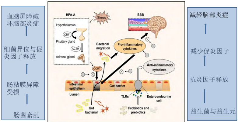 癫痫发病新机制：肠道菌群紊乱