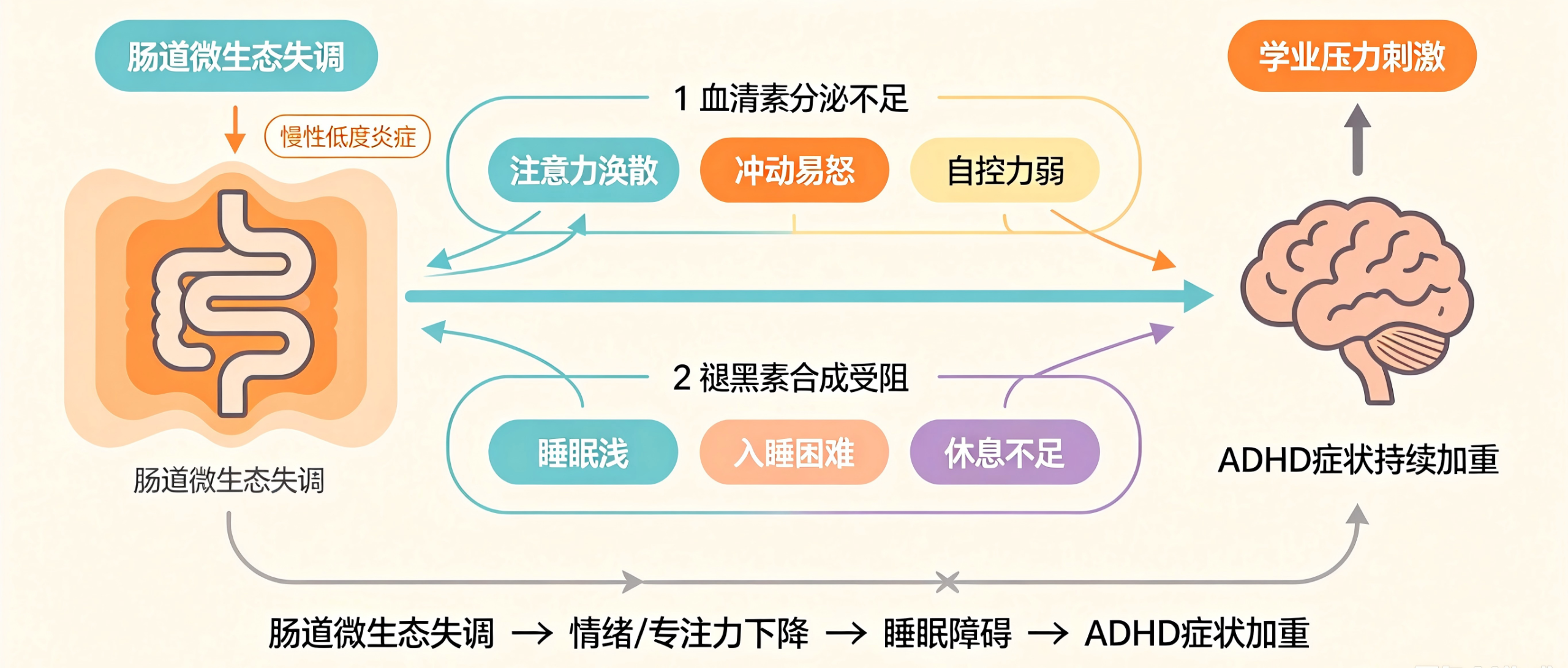 肠道微生态